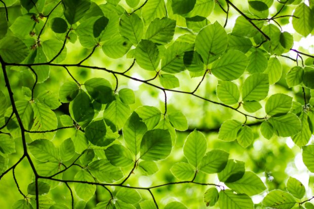 Green Backgrounds HD Free download.