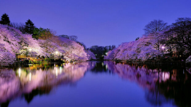 Image  Beautiful Sakura Tree Reflected in a Calm Lake Wallpaper.