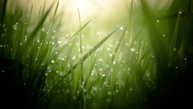 Morning Dew Free Download Green Desktop Background Backgrounds.