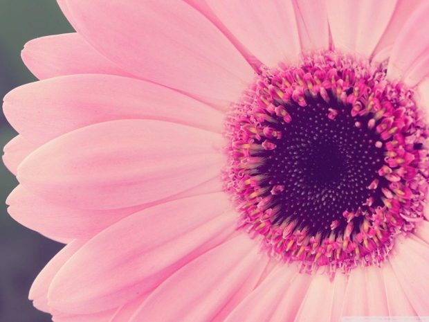 Pink Background HD.