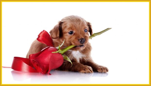 Puppy Valentine Wallpaper.