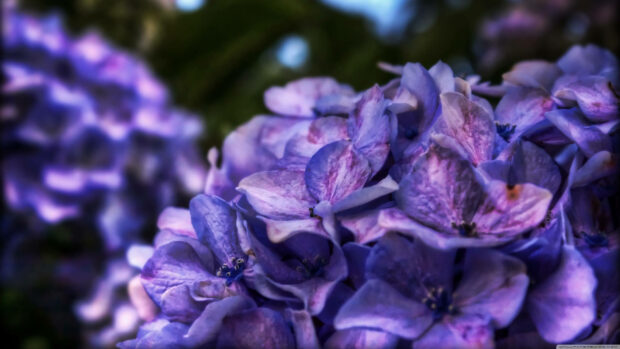 Purple Flower Bush Bunches Wallpaper.