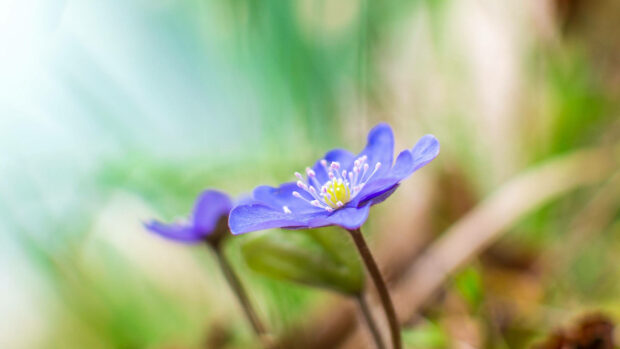 Purple Flower With Yellow Core Wallpaper.