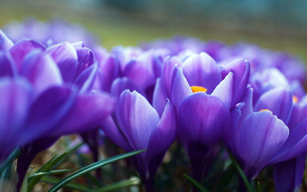 Purple Tulip Flower Wallpaper.