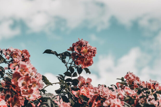 Spring Aesthetic Cloudy Day Wallpaper.
