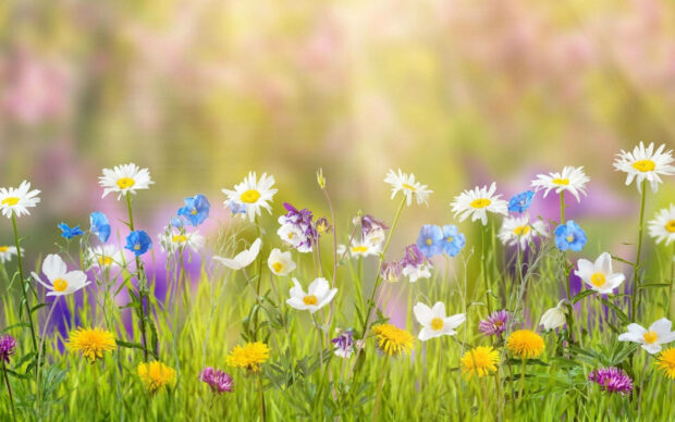 Spring Aesthetic Tiny Flowers Wallpaper.