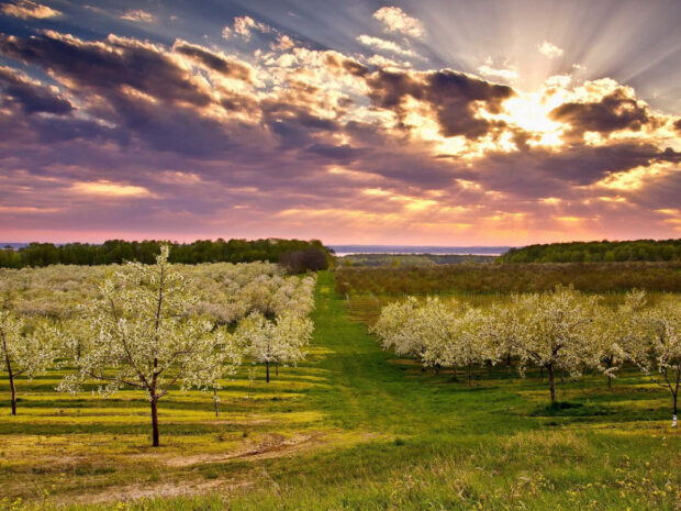 Spring Landscape Wallpaper HD.