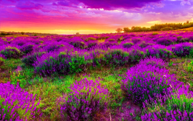 Spring Landscape with Lush Fields and Blue Sky Wallpaper.