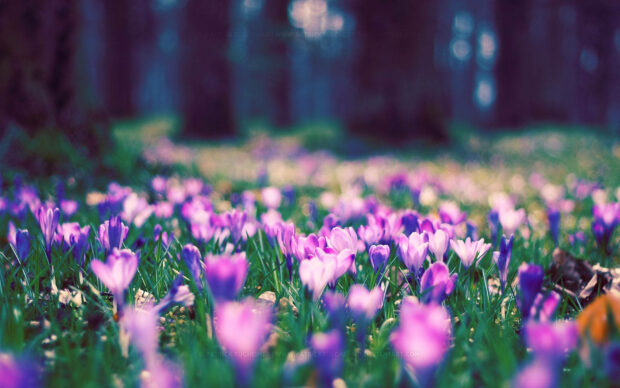 Springtime colors of Crocus Flowers Wallpaper.