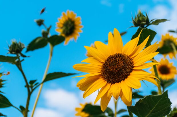 Sunflowers Desktop Background HD.