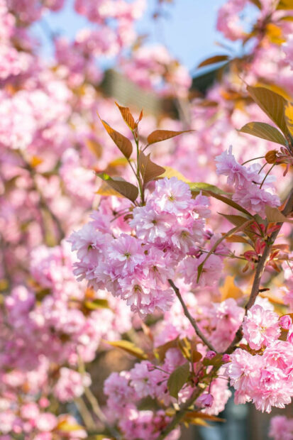 The Joy and Beauty of Spring Wallpaper.