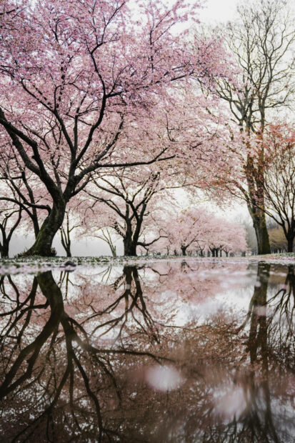 The beauty of nature with a peaceful stroll through a blooming Aesthetic Spring Wallpaper.