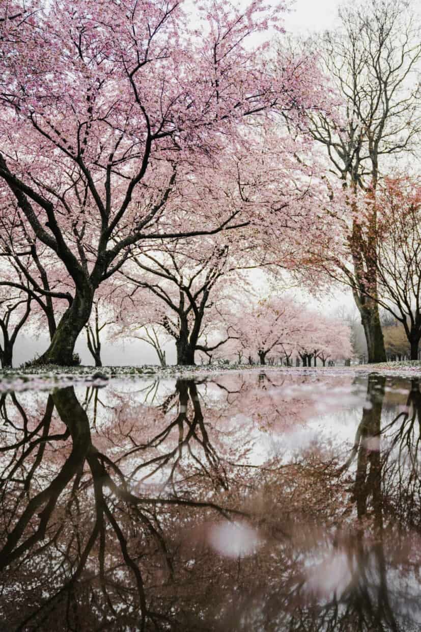 Aesthetic Spring Wallpapers - PixelsTalk