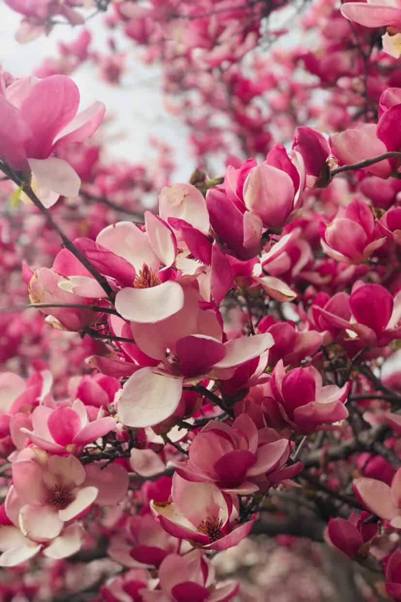 Aesthetic Spring Wallpapers - PixelsTalk