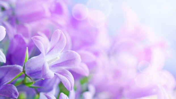 White And Purple Flower Facing Sun Wallpaper.