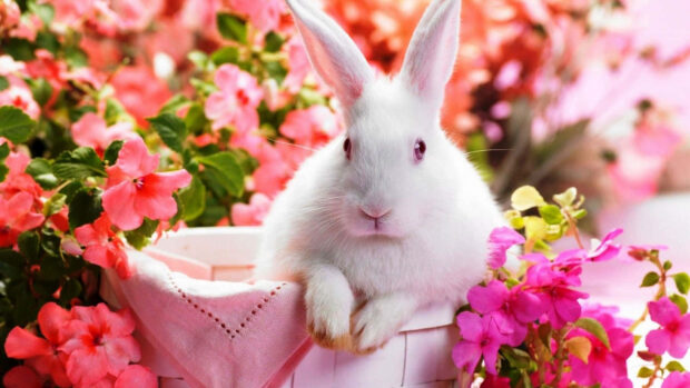 White Bunny Cute Spring Desktop Wallpaper.