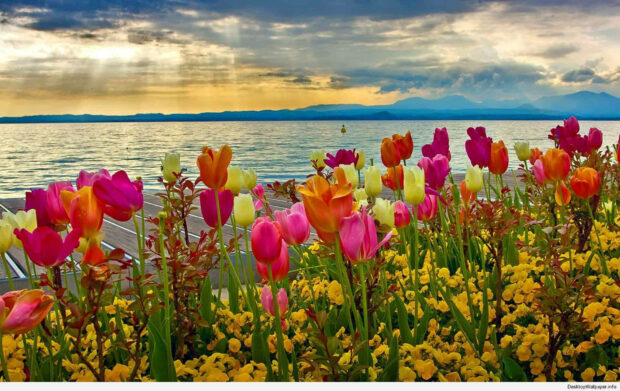 spring desktop tulips in the sea jqadyu71ug6vwbpb.