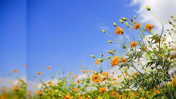 spring desktop yellow flowers yzxu8hyi4ctgir76.