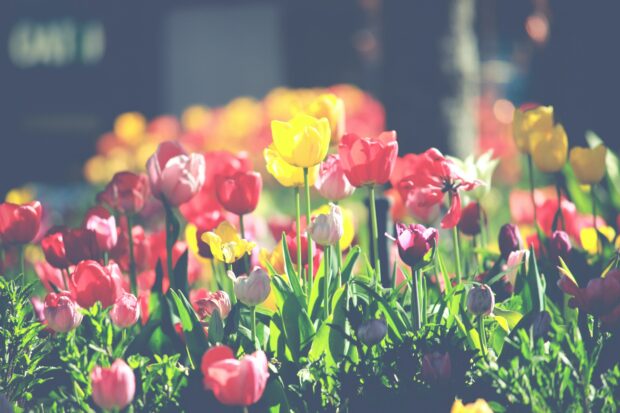 4K Spring Flower Background.