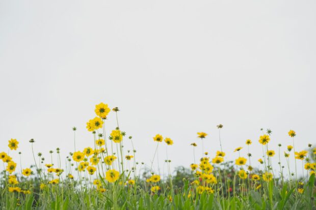 Aesthetic Spring Flower Wallpaper HD.