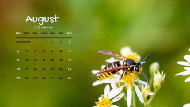 August 2024 Wallpaper HD.