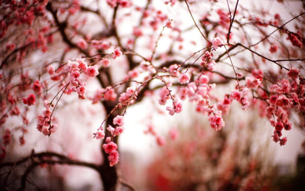 Awesome Cherry Blossom Wallpaper.