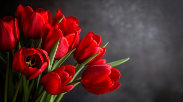 Awesome Red flower tulip wallpaper HD for iPhone.