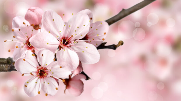 Awesome Spring Flower Backgrounds.