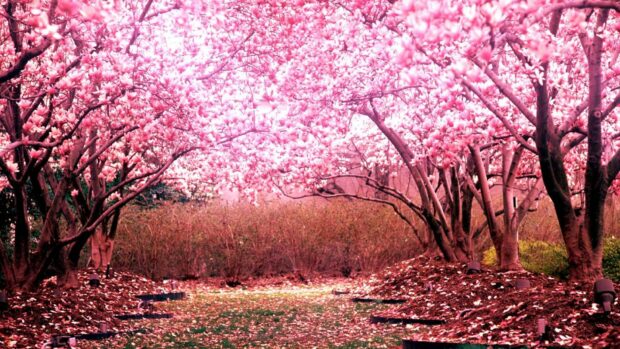 Awesome cherry blossom park hd 1080p wallpapers.