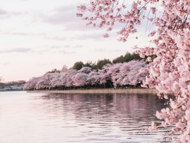 Beautiful Sakura Spring Flower Wallpaper HD for Desktop.