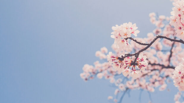 Beautiful Spring Flower Backgrounds.