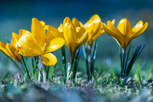 Beautiful Spring Flower Wallpaper HD.