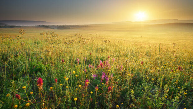 Beautiful Spring Image for Desktop.