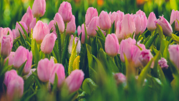 Beautiful Spring Tulip Flower Wallpaper.