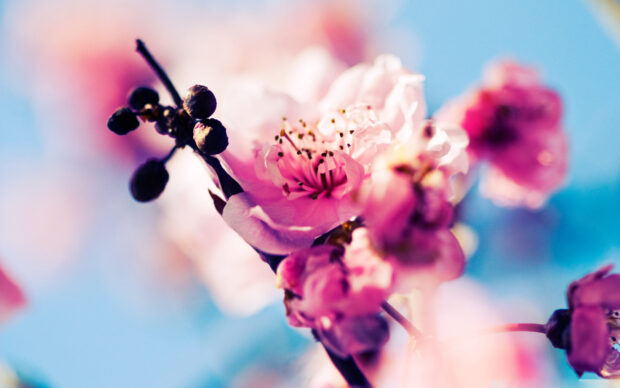 Beautiful cherry blossom wallpapers.