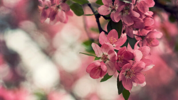 Blossom flower wallpapers Hd images.