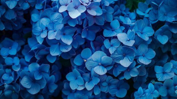 Blue Hydrangea Flowers Desktop Wallpaper.