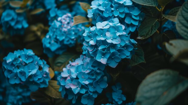 Blue Hydrangea Flowers Wallpaper.