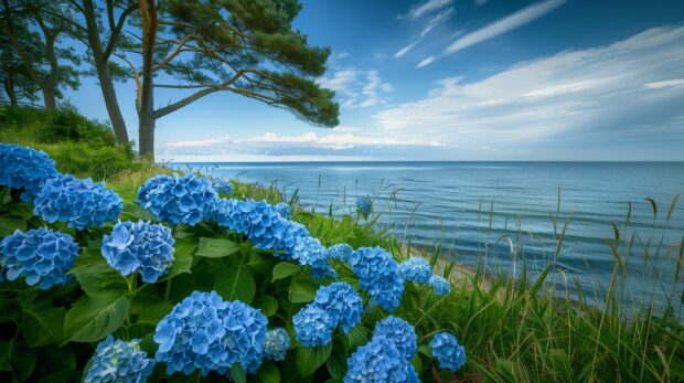 Blue Hydrangea Near The Sea HD Desktop Wallpaper.