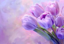 Bouquet of purple Tulip HD desktop backgroud free download.