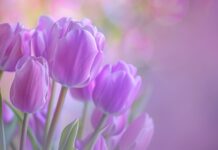 Bouquet of purple Tulip wallpaper for desktop.