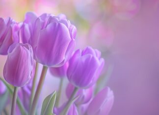 Bouquet of purple Tulip wallpaper for desktop.