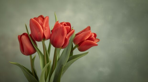 Bouquet of red Tulip, delicate veins on the petals and the subtle variations in color.