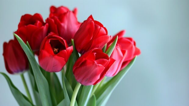 Bouquet of red Tulip wallpaper for desktop.