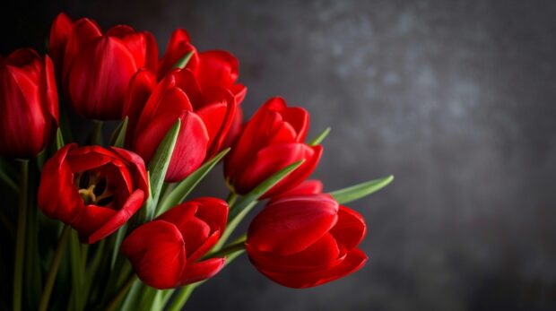 Bouquet of red Tulip wallpaper for desktop windows.