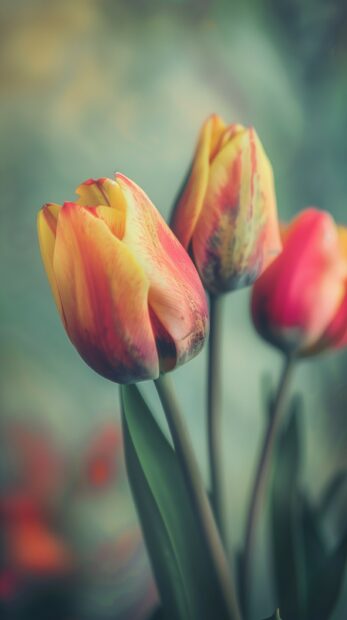 Bouquet of red and yellow Tulips flower iPhone HD wallpaper.
