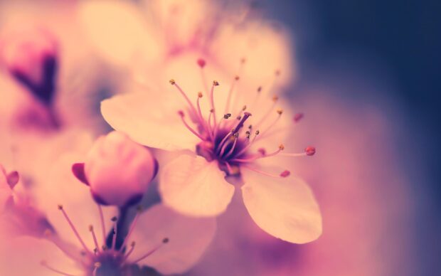 Cherry Blossom Wallpapers HD.