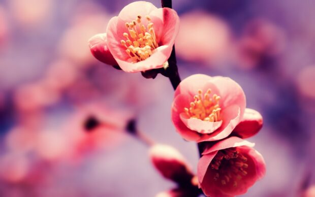 Cherry Blossom Wallpapers Photo.
