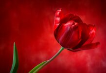 Classic red Tulip wallpaper desktop.