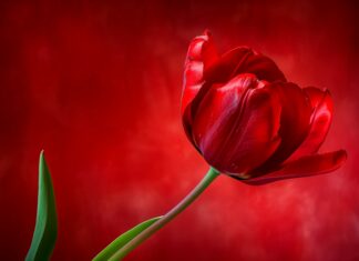 Classic red Tulip wallpaper desktop.